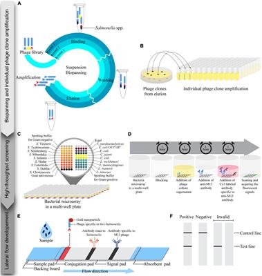 A rapid colorimetric lateral flow test strip for detection of live Salmonella Enteritidis using whole phage as a specific binder